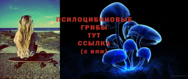 Галлюциногенные грибы Psilocybine cubensis  Жердевка 